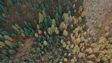 Panning-aerial-shot-on-Albulapass-from-cristal-clear-blue-mountain-lake-Palpuogna-to-the-colourful-autumn-trees-leaves-in-Switzerland-mountains