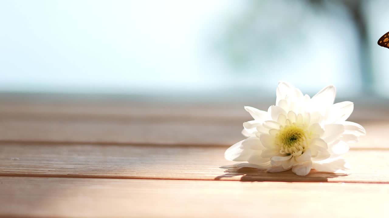A vibrant orange butterfly gracefully flutters around a white flower on a sunlit wooden surface, creating a serene and lively scene