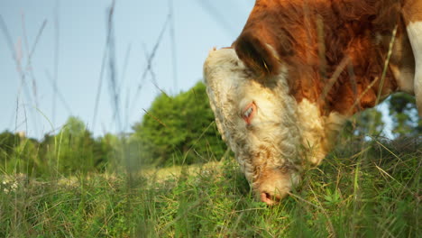 close-up of a bull eating fresh green grass in an open field, surrounded by nature. calm rural scene showcasing farm life and traditional livestock in the slovenian countryside.