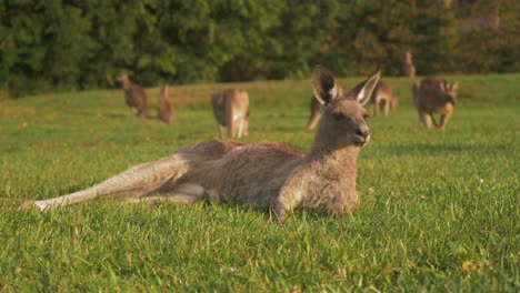 östliches-Graues-Känguru,-Das-Mit-Gespitzten-Ohren-Auf-Dem-Gras-Liegt,-Während-Es-In-Die-Ferne-Schaut---Truppe-Australischer-Kängurus,-Die-An-Einem-Sonnigen-Tag-Gras-Essen---Qld,-Australien