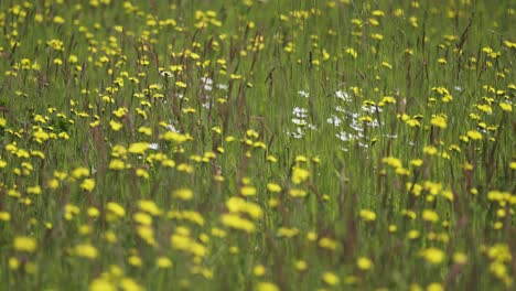 Brightly-blooming-yellow-dandelions-on-a-lush-green-meadow