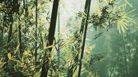 bosque de bambú en el sur de china