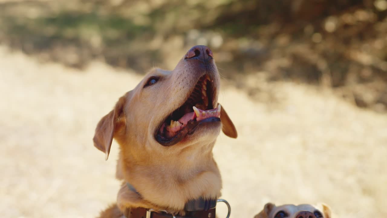A person feeds and interacts with a Labrador Retriever outdoors.