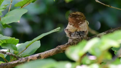 Das-Javanische-Froschmaul-Oder-Horsfields-Froschmaul-Kommt-In-Thailand-Und-Anderen-Asiatischen-Ländern-Vor