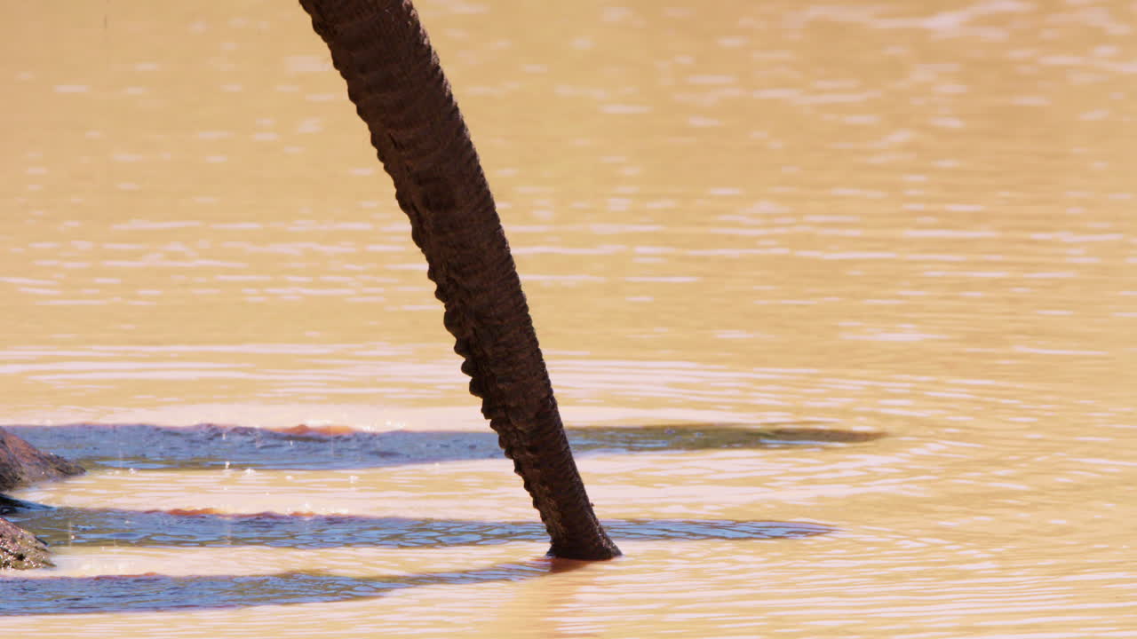African Bush Elephant trunks drinking at a waterhole