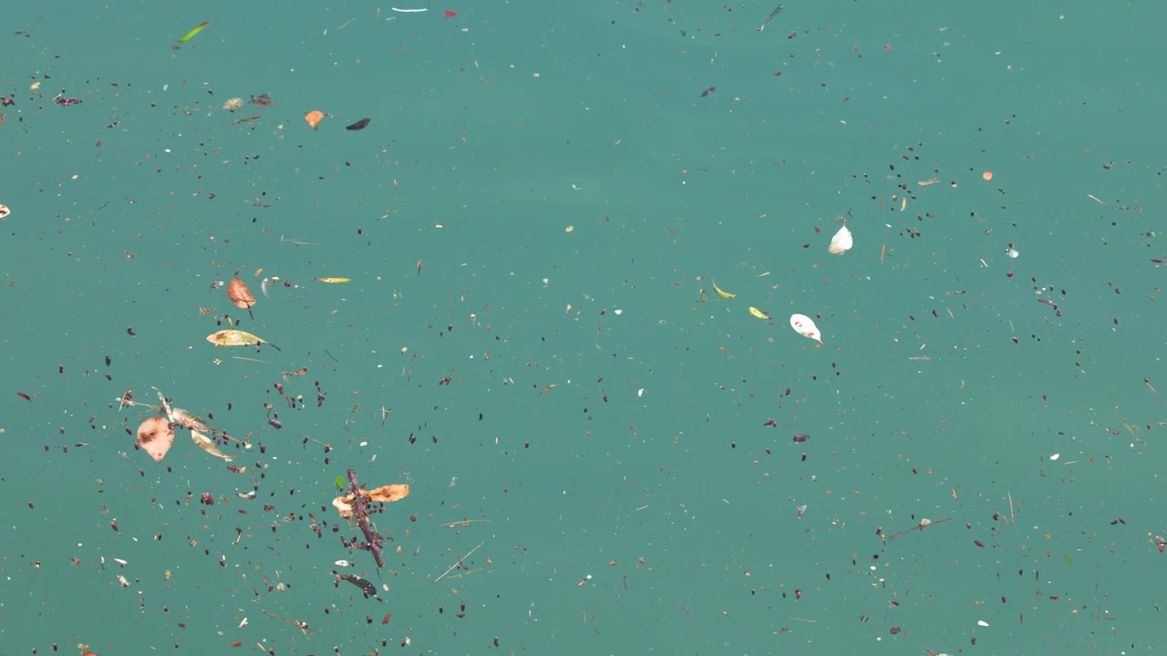 Overhead view of organic debris and fallen leaves drifting on calm turquoise sea water.