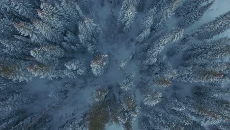 Top-down-view-flying-over-snow-covered-pine-tree-forest-in-the-rocky-mountains