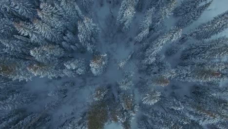 vista de arriba hacia abajo volando sobre un bosque de pinos cubierto de nieve en las montañas rocosas