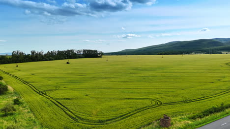 expansive green field under a clear sky. vast green field with machinery working during a sunny day, showcasing agricultural activity and rural landscape
