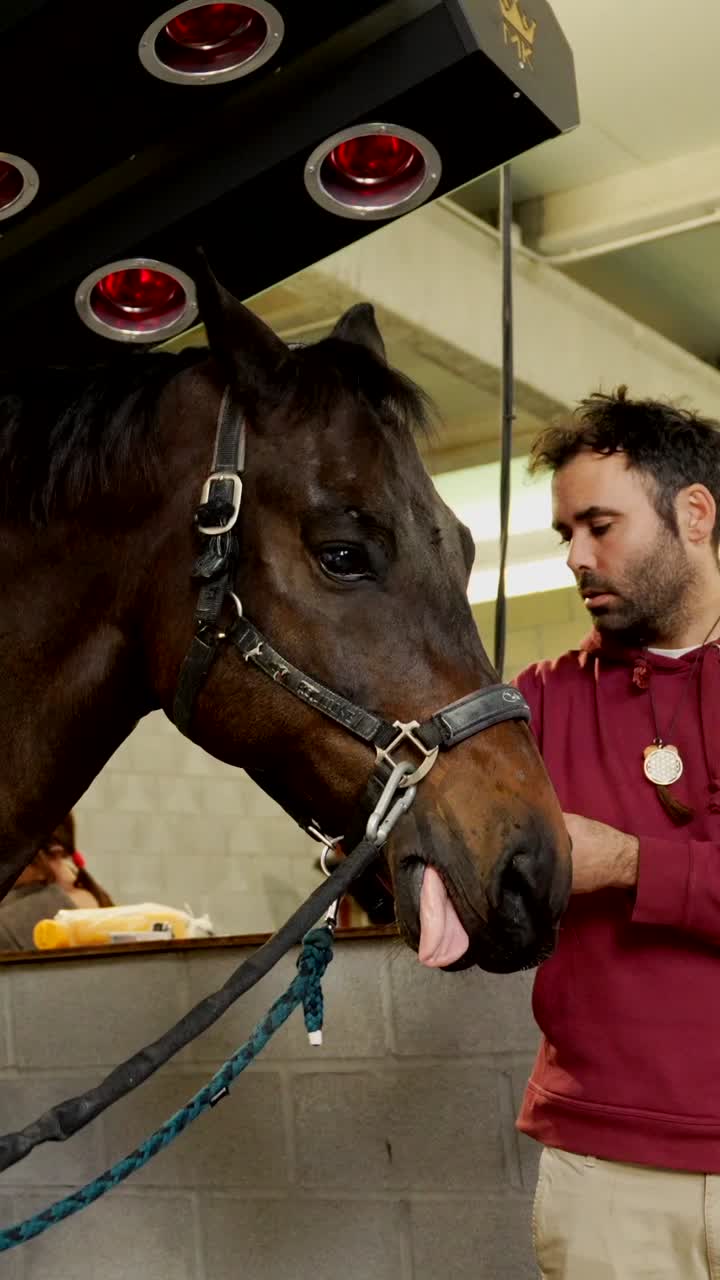 Red Light Therapy for Horses