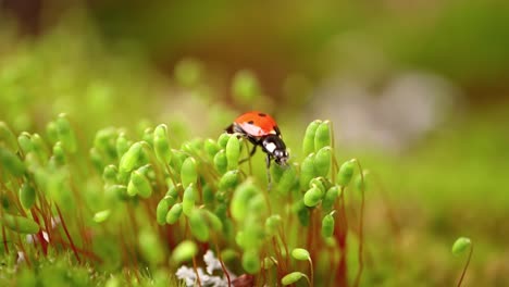 Close-up-wildlife-of-a-ladybug-in-the-green-grass-in-the-forest