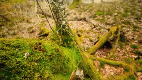 el tronco de un árbol cubierto de musgo se desliza cerca en el paisaje forestal de otoño