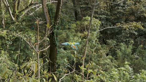 Colorful-Great-green-macaw-flying-in-nature-in-Costa-rica