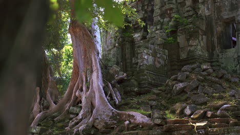 tree root entangled temple entrance in angkor, showing collapse and nature reclaiming stone, establishing past foreground