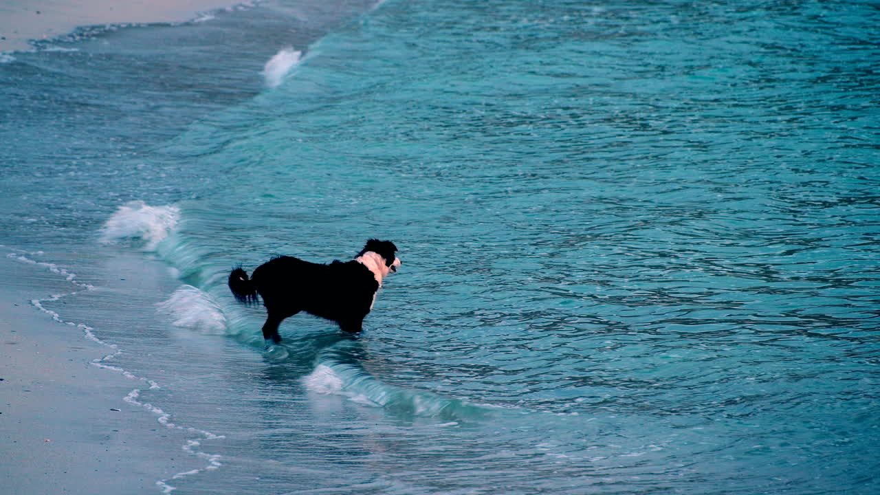 Friendly Border Collie dog waits in shallows as waves roll in to beach, profile