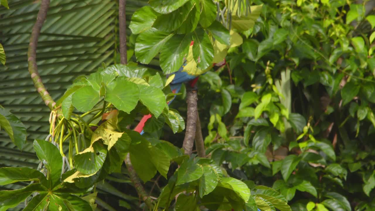Scarlet macaw jumping down from its perched branch in rainforest canopy to another stunning another parrot