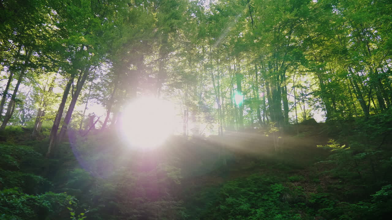 떠오르는 태양의 광선은 숲의 숲을 통해 거룩합니다.