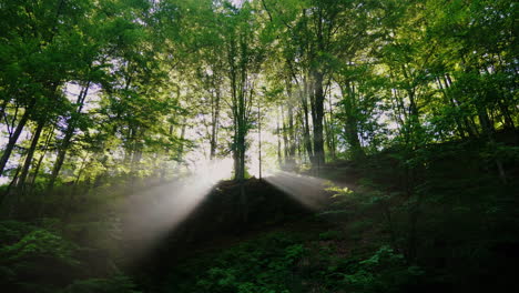 los rayos del sol naciente son sagrados a través del bosque mañana en el bosque