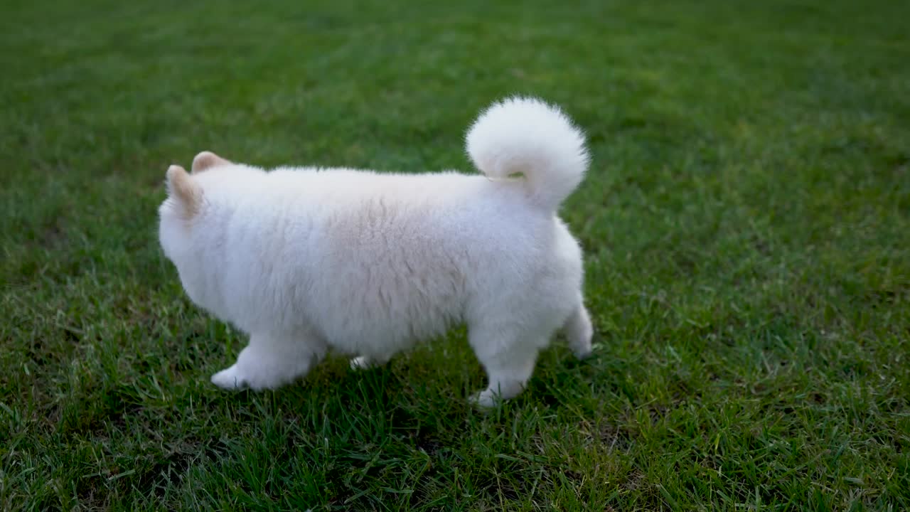 милый белый померанийский шпиц, гуляющий по траве.