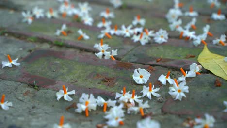 Nachtjasmin,-Seuli-Oder-Shefali-Blume-Ist-Die-Symbolblume-Des-Saradiya--Oder-Durga-Puja-Festivals-In-Der-Herbstsaison