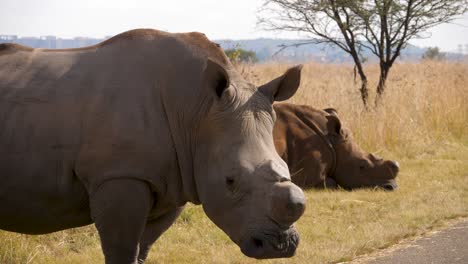 two-mighty-white-rhinoceroses-with-preemptively-cut-horns-pose-along-the-dirt-road-in-a-South-African-wildlife-park