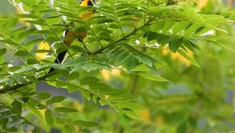 oriole de corona naranja posado en la rama verde del árbol antes de volar lejos