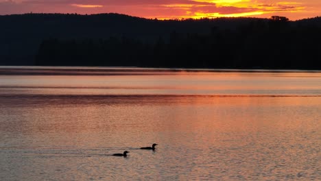 Un-Par-De-Colimbos-Recortados-Por-La-Puesta-De-Sol-Nadan-A-Través-Del-Lago