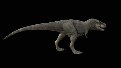 dinosaurio trex bucle caminando con el canal alfa