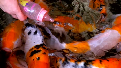 feeding colorful japanese red carp from a bottle with a pacifier. thailand