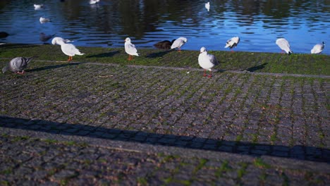 Eine-Vielzahl-Von-Vögeln,-Möwen-Und-Tauben-An-Einem-Teich-In-Einem-Europäischen-Park,-Die-Auf-Felsen-Herumlaufen,-Auf-Denen-Moos-Wächst