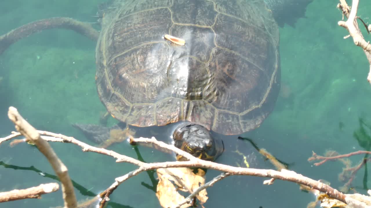 Turtle swimming underwater in clear blue sunny lake water emerging on to branch