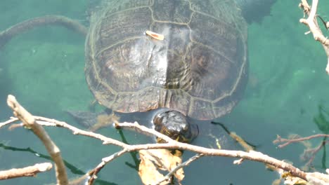 Tortuga-Nadando-Bajo-El-Agua-En-El-Agua-Azul-Clara-Y-Soleada-Del-Lago-Emergiendo-En-La-Rama