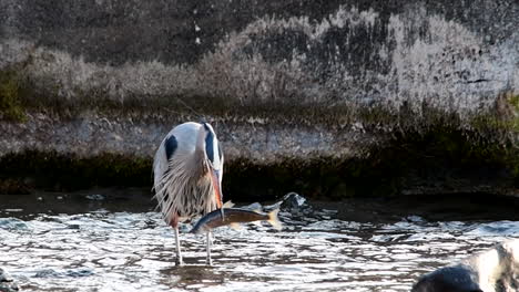 great blue heron in a river eats a fish