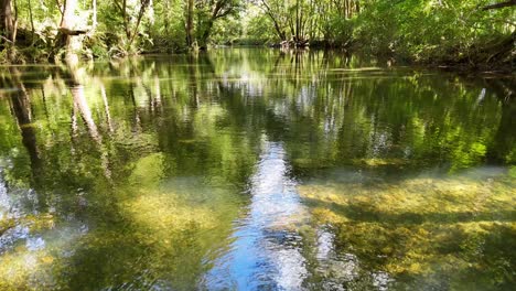 a tranquil river flows through a dense forest, with sunlight creating shimmering reflections on the water's surface