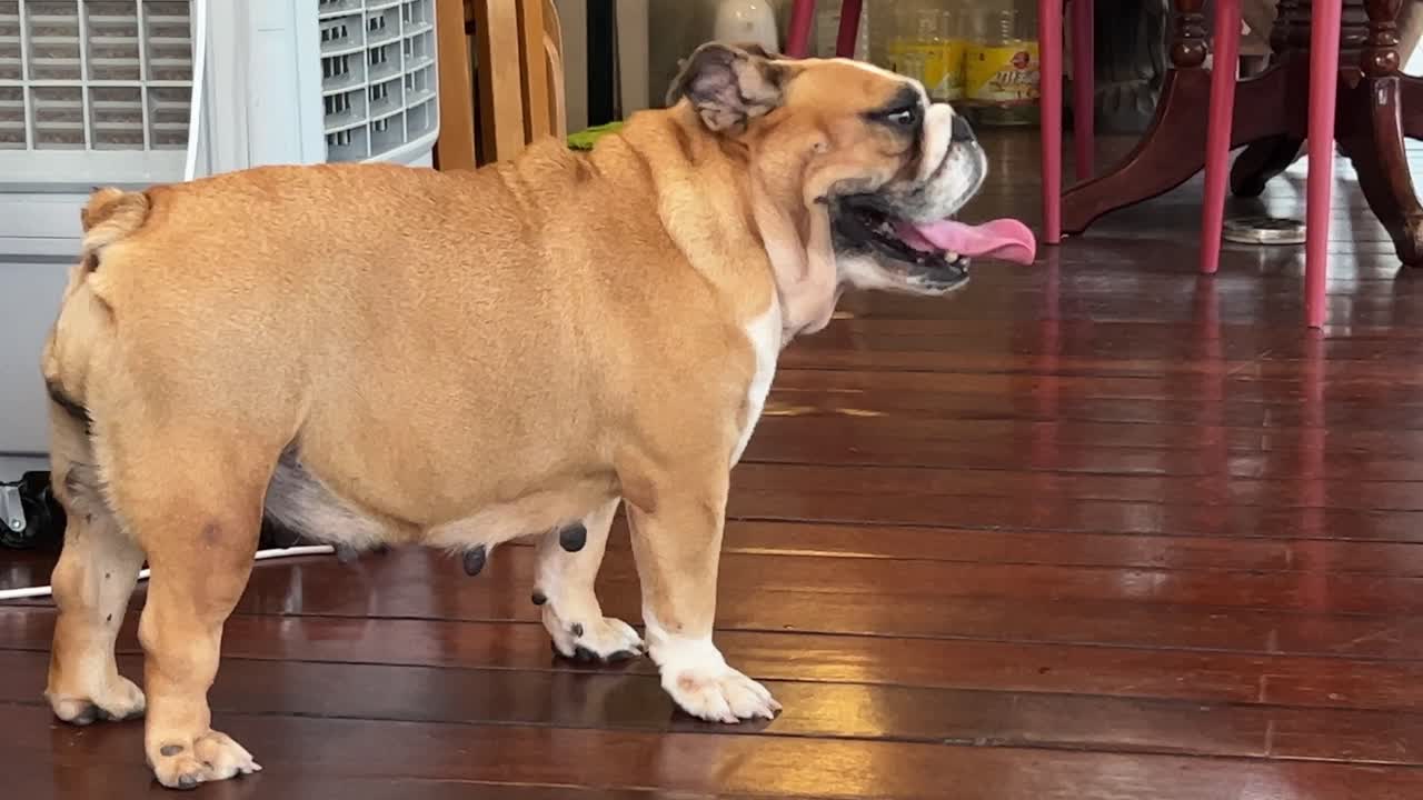 linda bulldog hembra sacando la lengua y respirando pesadamente y rápida y lentamente se aleja, perfecta compañera de mascotas