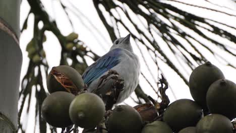 Winziger-Blauer-Vogel,-Der-Sich-Von-Der-Spitze-Der-Palme-Umschaut