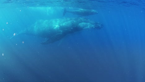 Buckelwale-In-Tonga