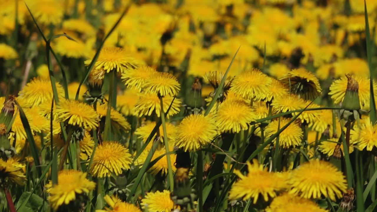 Close-up of a bright yellow dandelion flower in full bloom, surrounded by blurred green foliage and other dandelions in the background