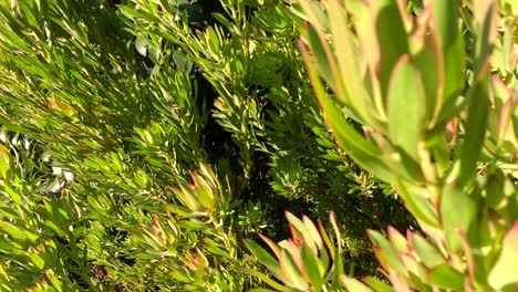 primer plano de plantas vibrantes en el zoológico de melbourne