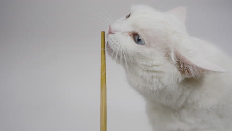 gato lamiendo un bastón de regalo mientras lo mordisquea, colocado contra un fondo blanco neutral, regalo vertical en el centro