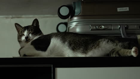 close up of a domestic cat resting in the house