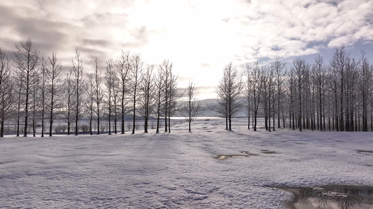 Bare winter trees line a snowy field near Borgarfjörður in Borgarnes, Iceland, under a glowing sky. A calm, frosty landscape bathed in soft Arctic light.