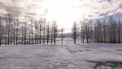 bare winter trees line a snowy field near borgarfjörður in borgarnes, iceland, under a glowing sky. a calm, frosty landscape bathed in soft arctic light.