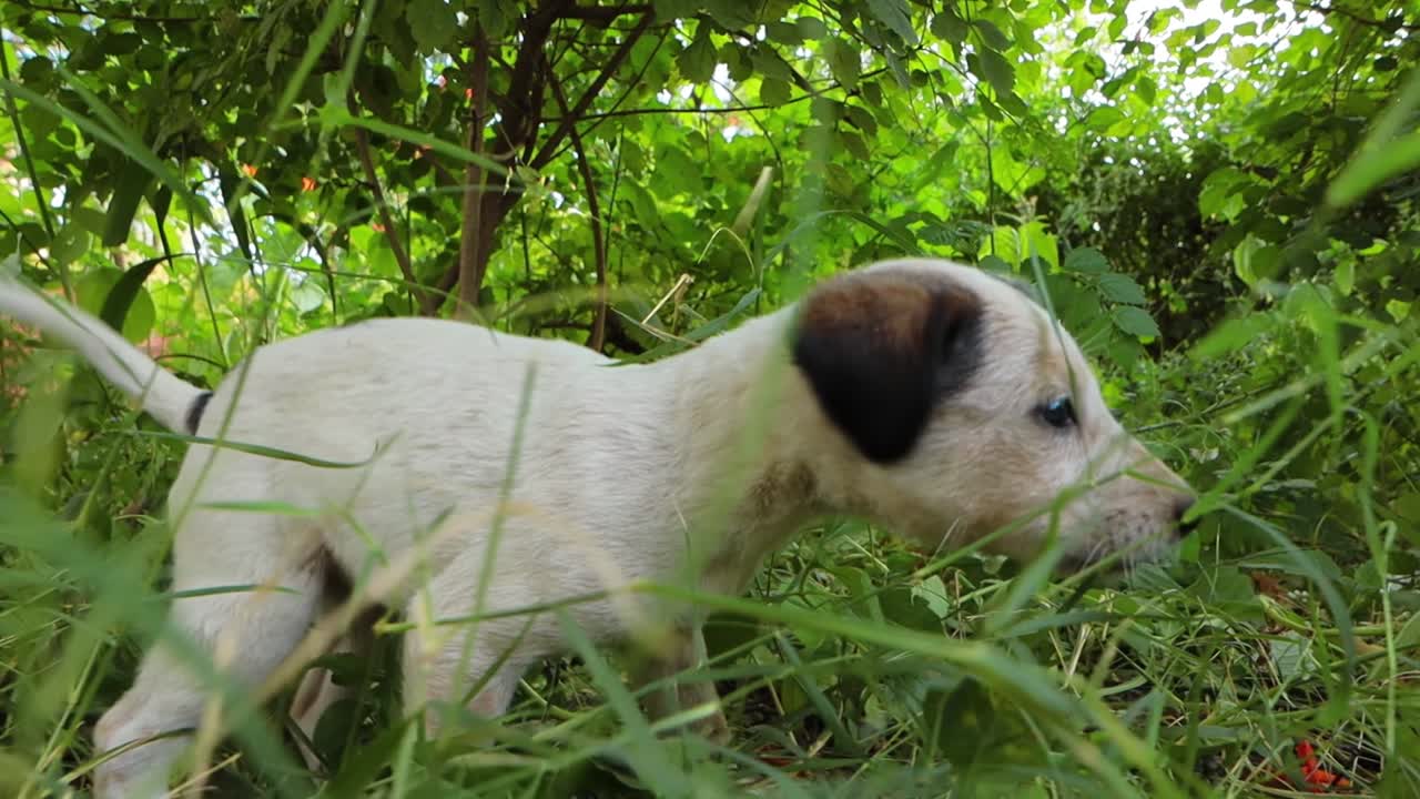 도시의 거리에서 노숙자 강아지들.