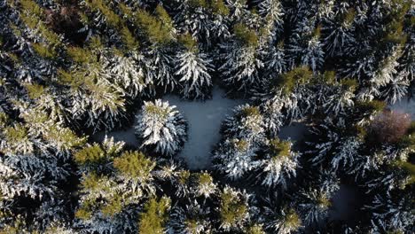 winter aerial view with snow covered forest of evergreen trees. dense pine tree forest from above in a sunny day.