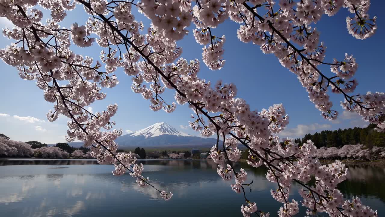Scenic video frame of cherry blossoms framing Mount Fuji, captured from a low angle