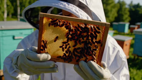 beekeeper inspecting a frame of bees and honeycomb