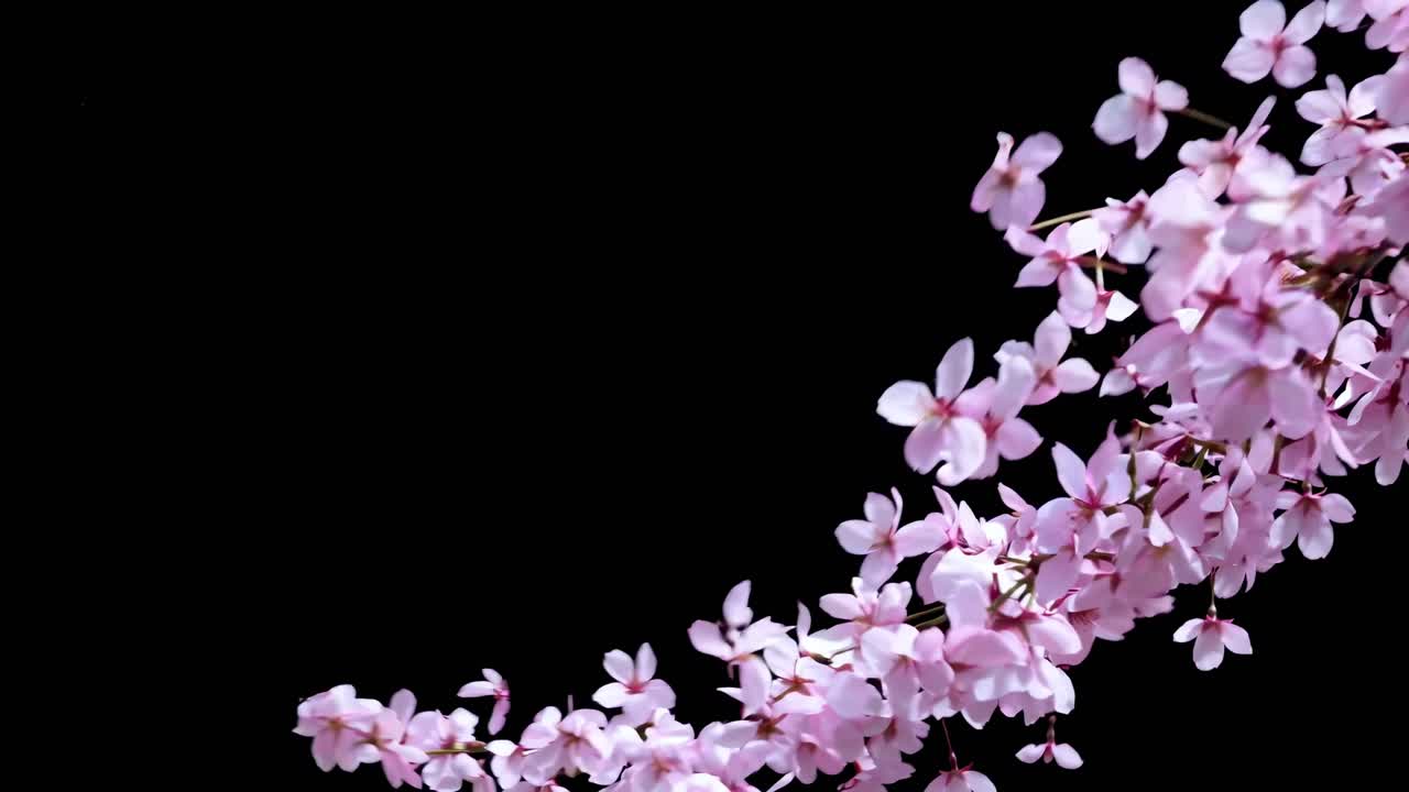 Video captures delicate cherry blossoms against a stark black background, emphasizing contrast