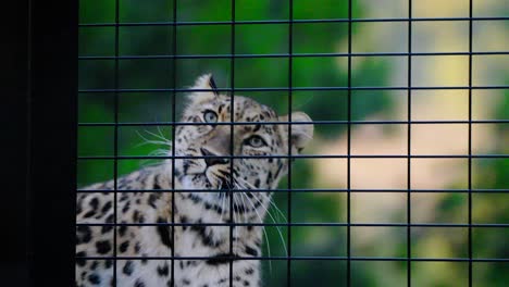 Slowmotion-Kamerafahrt-Eines-Leoparden,-Der-Sich-In-Seinem-Gehege-Hinlegt,-Um-Sich-Zu-Jucken