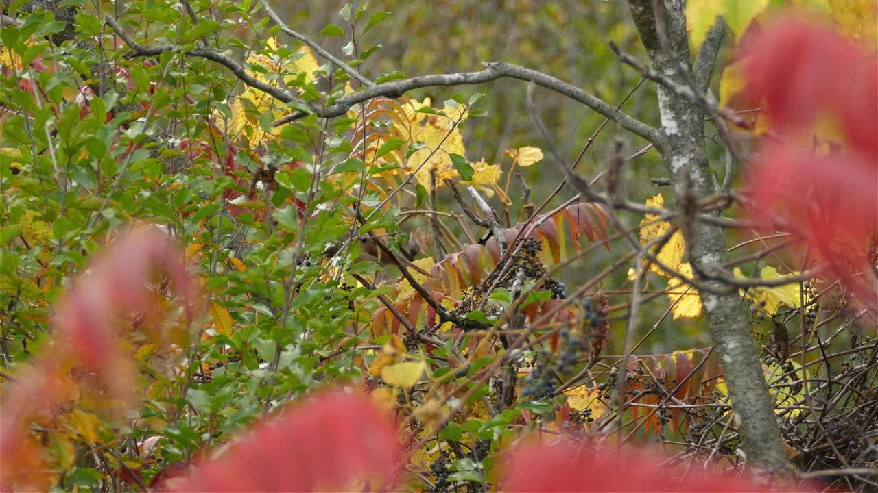 симпатичная птичка кормится на дереве, питаясь плодами ягод в лиственном лесу